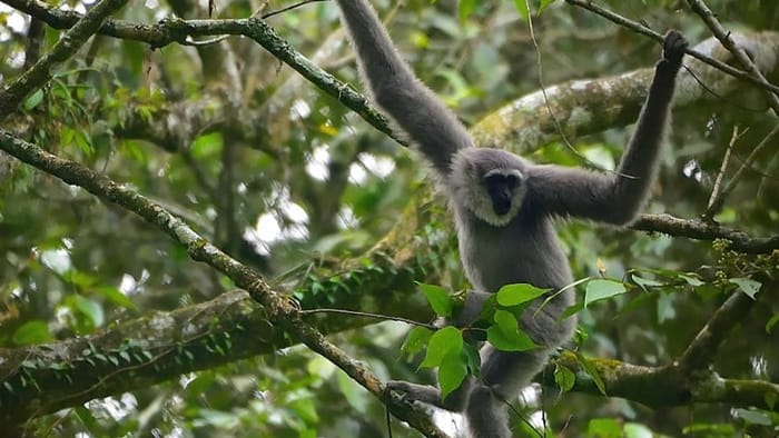 Owa Jawa Fauna Gunung Gede