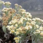 Edelweiss Gunung Gede Pangrango