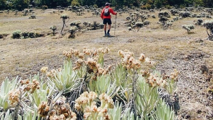 Lembah Mandalawangi Edelweiss